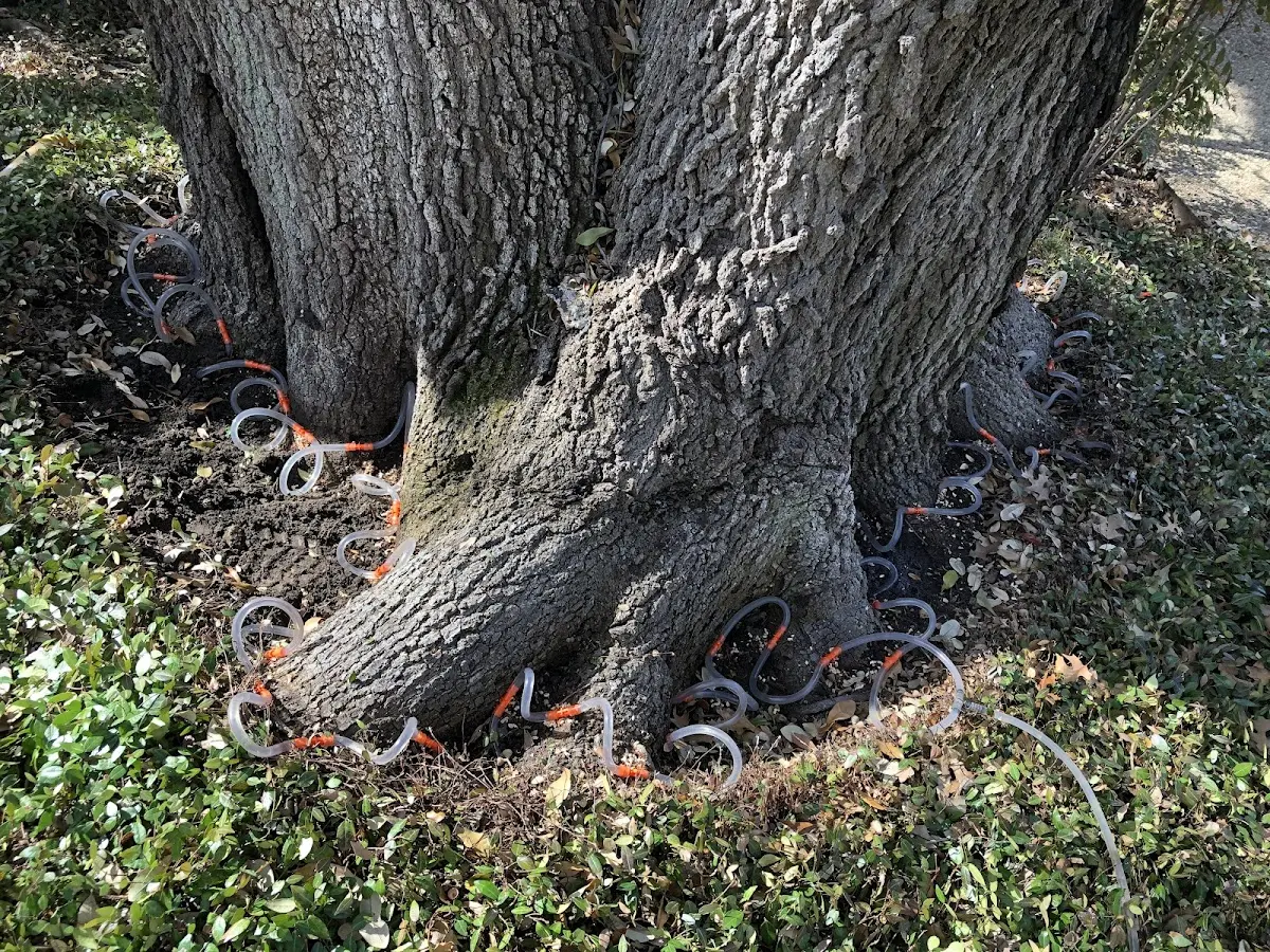 Detailed Tree Cabling and Bracing job site in Eagle Lake